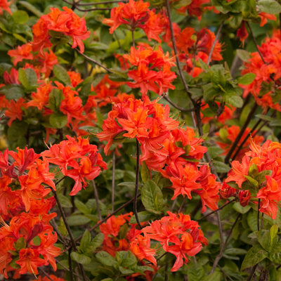 Mandarin Lights Deciduous Azalea  