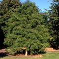 BALD CYPRESS, 25 GALLON