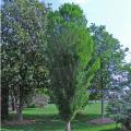 Lindsey Skyward Bald Cypress Tree 25G