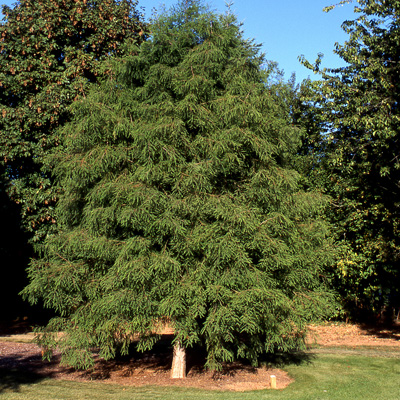BALD CYPRESS, 25 GALLON