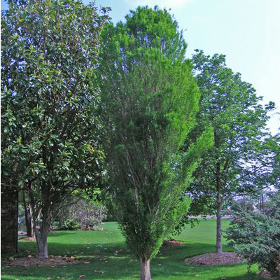 Lindsey Skyward Bald Cypress Tree 10G