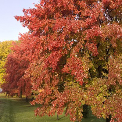 MAPLE, SIENNA GLENN 4"