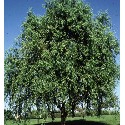 willow corkscrew weeping gal departments