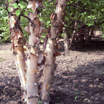 BIRCH CLUMP