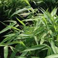 BAMBOO, FARGESIA RUFA 3-5 GALLON