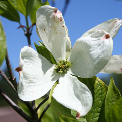 DOGWOOD, CHEROKEE PRINCESS 5'