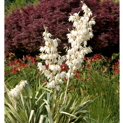 YUCCA, GOLDEN SWORD 3-5 GALLON