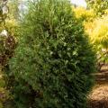 ARBORVITAE, TECHNITO 3-5 GALLON