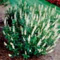 CLETHRA, SIXTEEN CANDLES 3-5 GAL