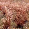 GRASS, LITTLE BLUESTEM 1 GALLON