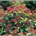 SPIREA, GOLDFLAME 3-5 GALLON