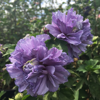 Blueberry Smoothie Rose of Sharon 'Althea' Tree 5G