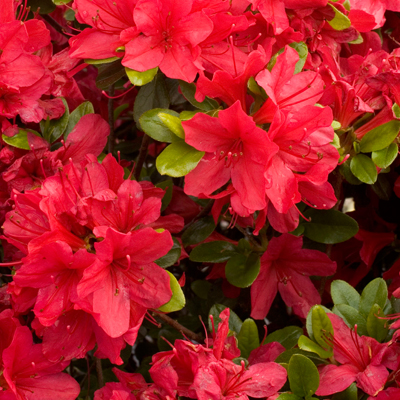 'Hinodegiri’Kurume Azalea - Evergreen Azaleas