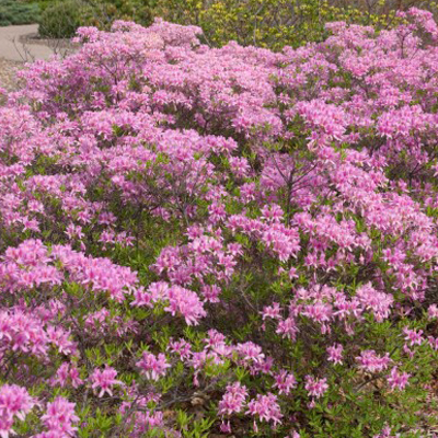 Orchid Lights Deciduous Azalea