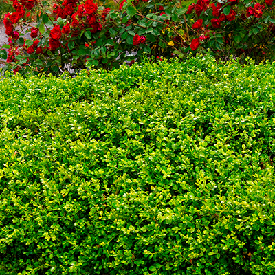 BOXWOOD, GREEN BEAUTY 1 GALLON