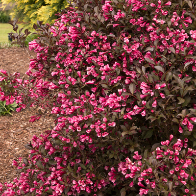 WEIGELA, FINE WINE 2 GALLON