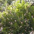 CLETHRA, RUBY SPICE 3-5 GALLON