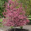 Royal Raindrops Crabapple Tree (2")