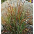 GRASS, CHEYENNE SKY 2 GALLON