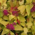 SPIREA, DOUBLE PLAY CANDY CORN 2G