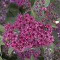 SPIREA, FROEBELI 2 GALLON