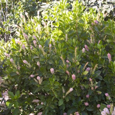 Ruby Spice Clethra 3-5G