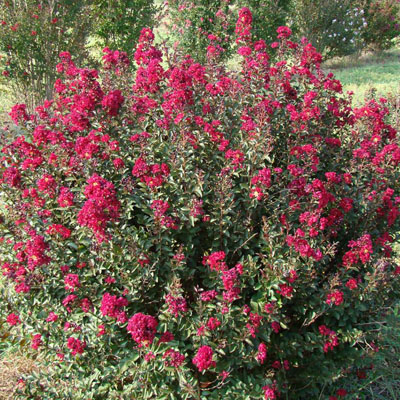 CRAPE MYRTLE, DOULBE FEATURE 3-5 G