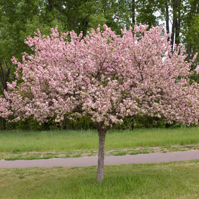 CRAB, CORALBURST 15 GALLON