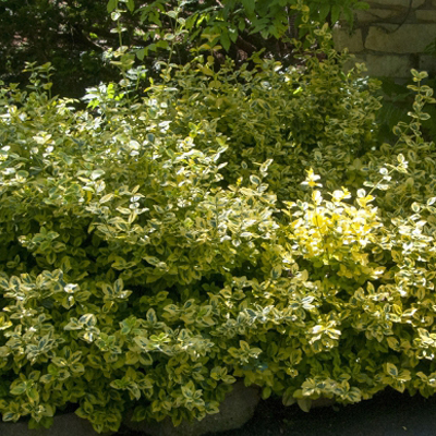 EUONYMUS, CANADALE GOLD 3-5 GAL