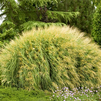 GRASS, MAIDEN DWF YAKUSHIMA 1 G