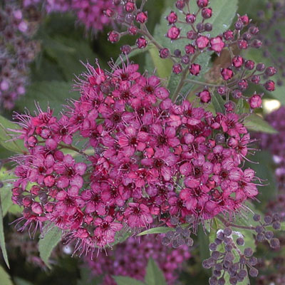 SPIREA, FROEBELI 2 GALLON