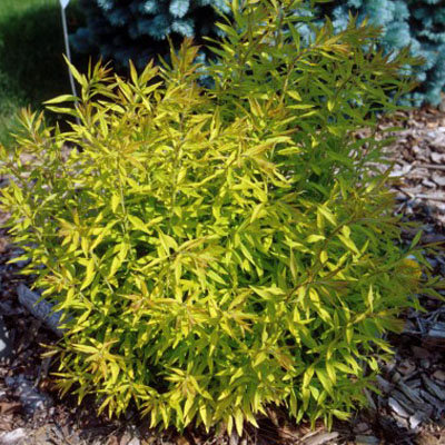 SPIREA, MELLOW YELLOW 2 GALLON