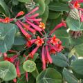HONEYSUCKLE, MAJOR WHEELER 1 GAL