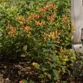 HYPERICUM, PUMPKIN 2 GALLON