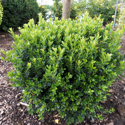 BOXWOOD, BABY JADE 1 GALLON