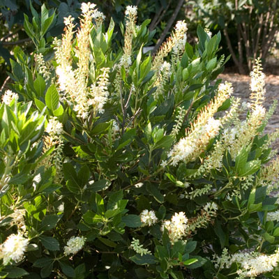 Clethra 'Hummingbird' - Hummingbird Summersweet 3-5G