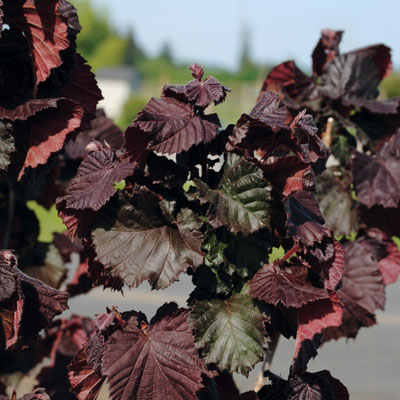 CORYLUS, RED DRAGON 10 GALLON