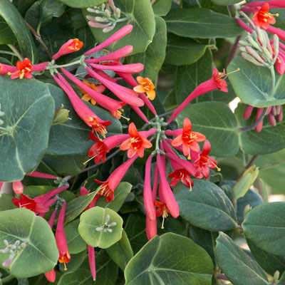 HONEYSUCKLE, MAJOR WHEELER 1 GAL