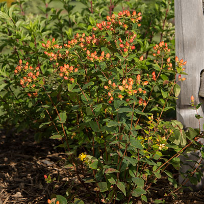 Pumpkin Hydrangea 2G