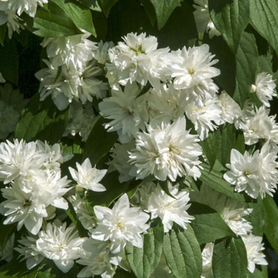 MOCKORANGE, SNOWFLAKE 3-5 GALLON