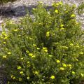 POTENTILLA, GOLD DROP 2 GALLON