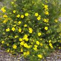 POTENTILLA, GOLDFINGER 2 GALLON