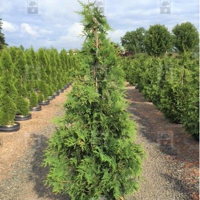 ARBORVITAE, GREEN GIANT 4'