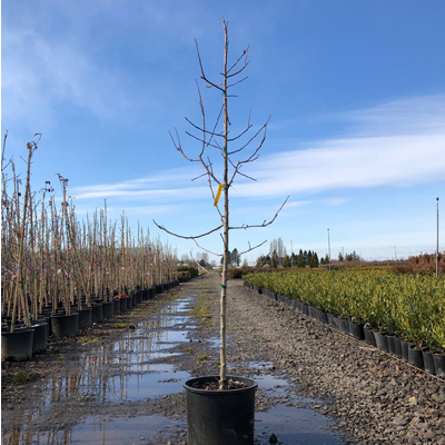 APPLE, YELLOW DELICIOUS 7 GALLON