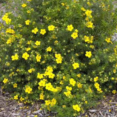 POTENTILLA, GOLDFINGER 2 GALLON