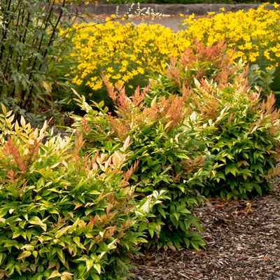 NANDINA, GULF STREAM 3-5 GALLON