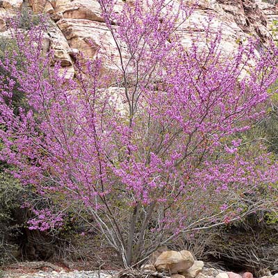 REDBUD, CLUMP 15 GAL