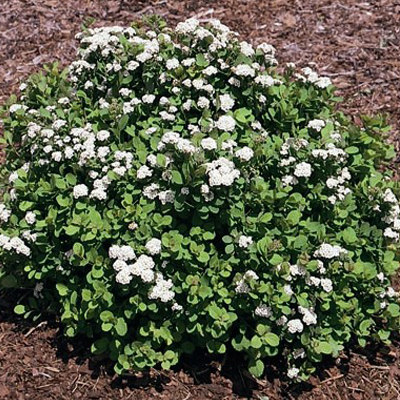 SPIREA, TOR 3-5 GALLON