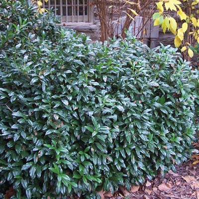 LAUREL, CHESTNUT HILL 3-5 GALLON