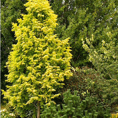 DAWN REDWOOD, GOLD RUSH 5 GALLON